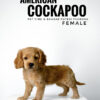 Pet shop sell american cockapoo