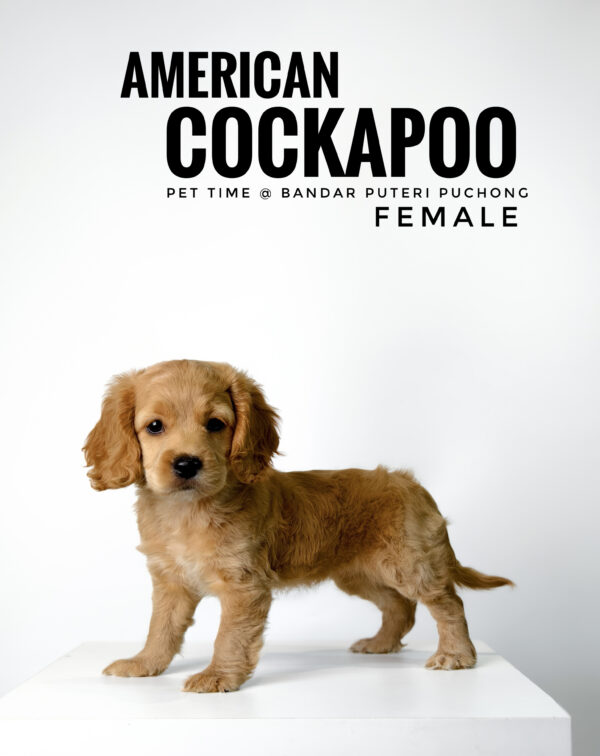 Pet shop sell american cockapoo