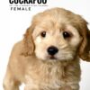 Pet shop sell american cockapoo