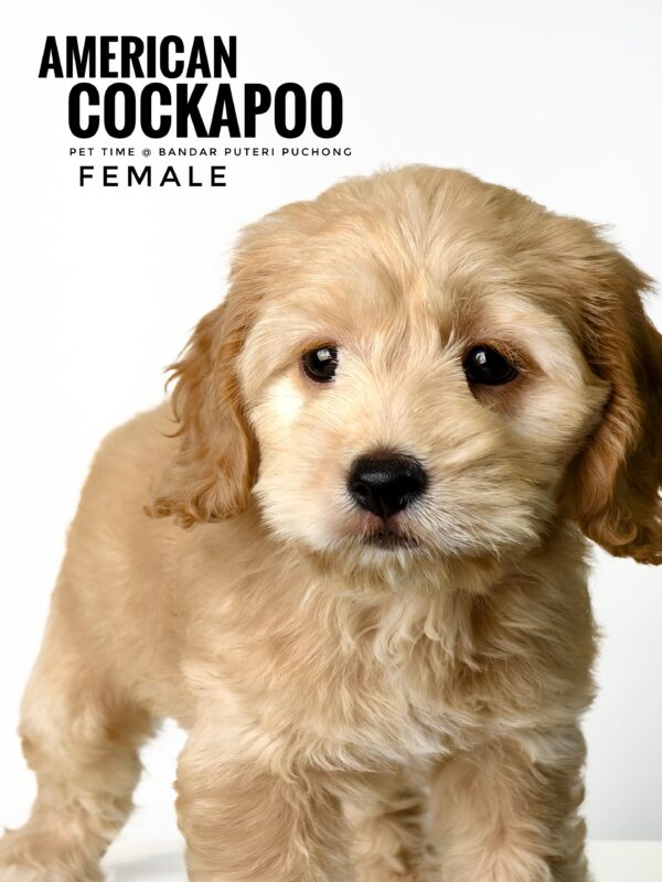 Pet shop sell american cockapoo