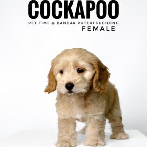 Pet shop sell american cockapoo