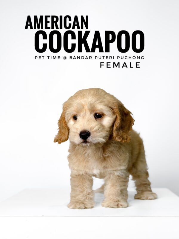 Pet shop sell american cockapoo