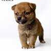 Mame Inu for Sale in Malaysia