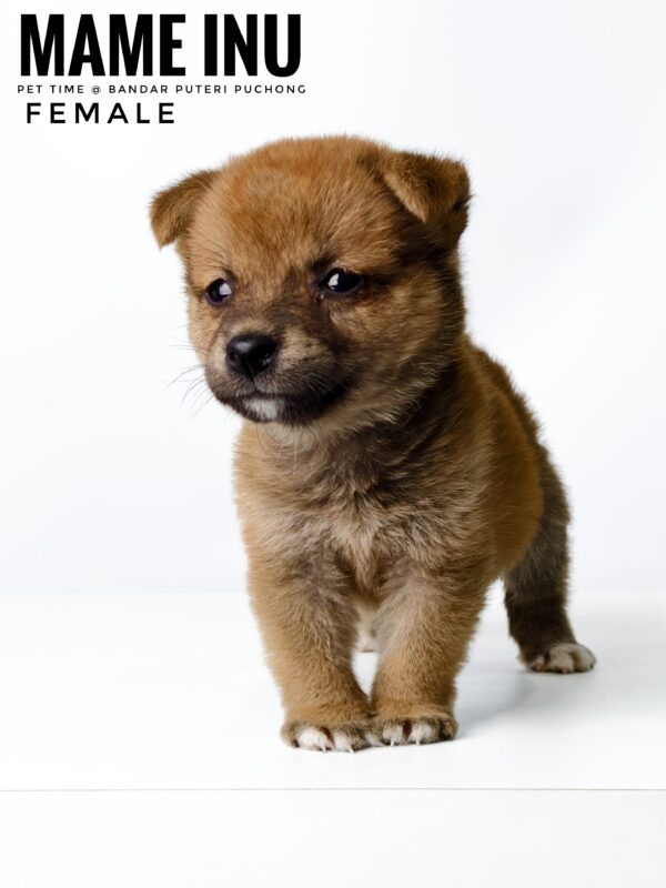 Mame Inu for Sale in Malaysia