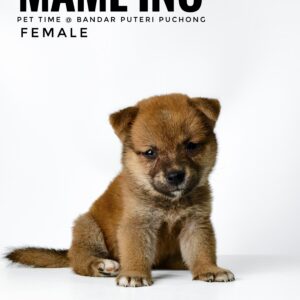 Mame Inu for Sale in Malaysia