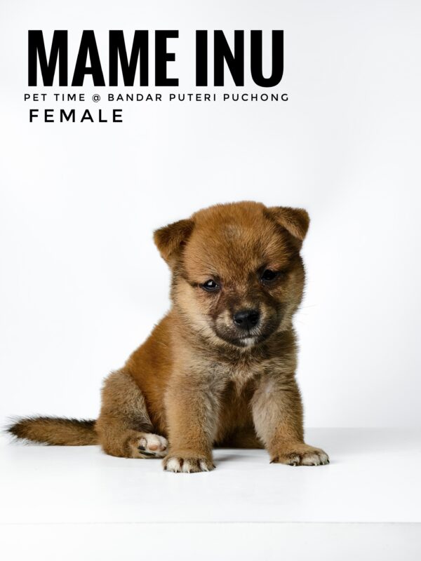 Mame Inu for Sale in Malaysia