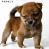 Mame Inu for Sale in Malaysia