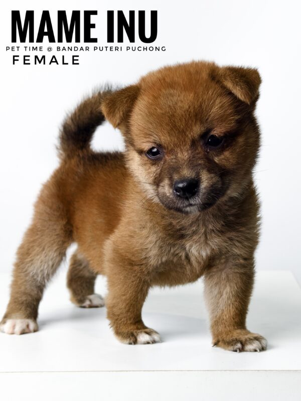 Mame Inu for Sale in Malaysia