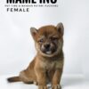 Mame Inu for Sale in Malaysia