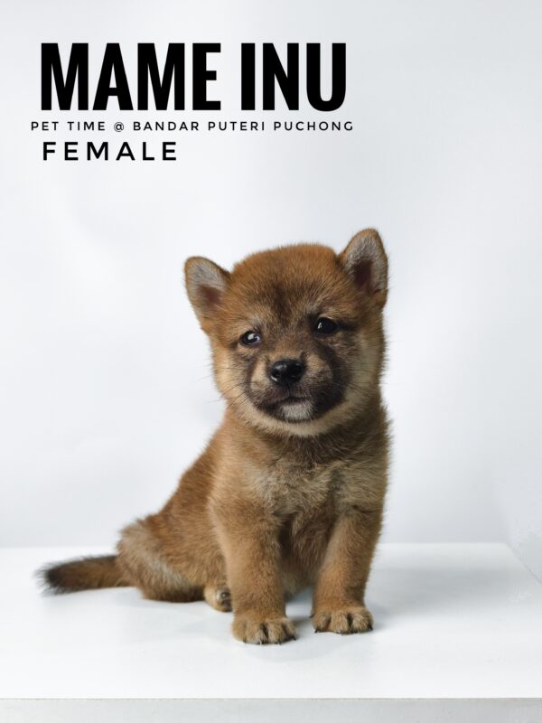 Mame Inu for Sale in Malaysia