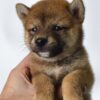Mame Inu for Sale in Malaysia