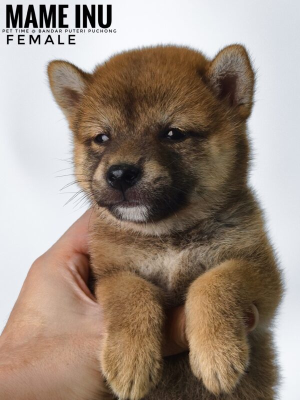 Mame Inu for Sale in Malaysia