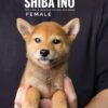 Shiba Inu for Sale in Malaysia