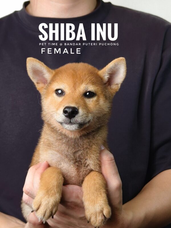 Shiba Inu for Sale in Malaysia