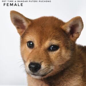 Shiba Inu for Sale in Malaysia