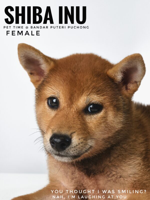 Shiba Inu for Sale in Malaysia