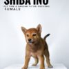 Shiba Inu for Sale in Malaysia