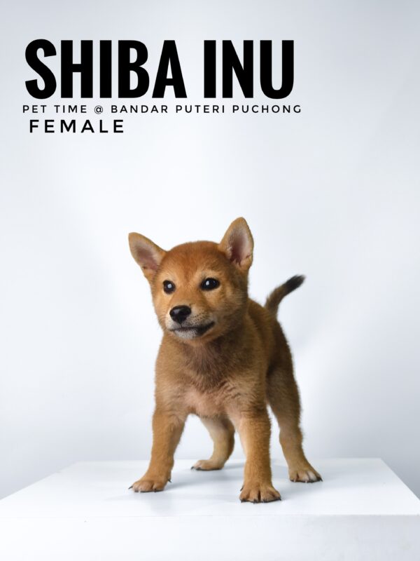 Shiba Inu for Sale in Malaysia