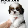 shih tzu puppies for sale