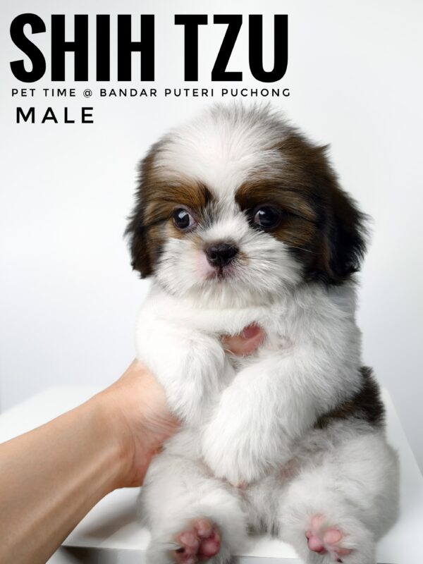 shih tzu puppies for sale