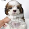 shih tzu puppies for sale