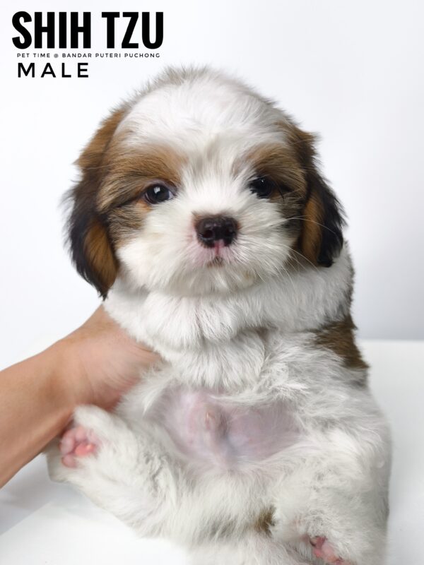 shih tzu puppies for sale