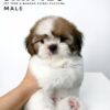 shih tzu puppies for sale