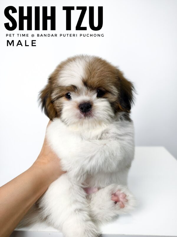 shih tzu puppies for sale