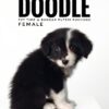 borderdoodle puppies for sale in malaysia