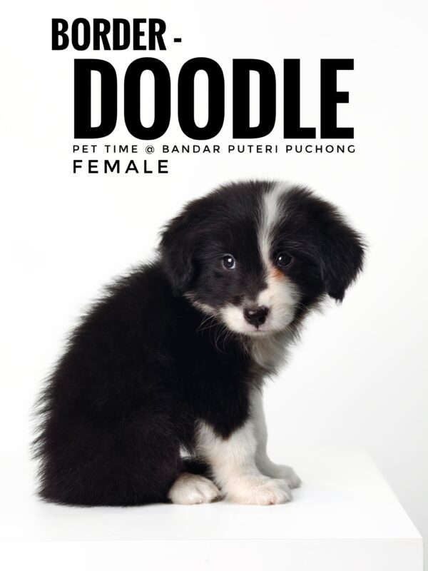 borderdoodle puppies for sale in malaysia