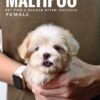 Maltipoo puppies for sale in malaysia