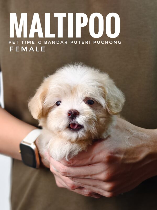 Maltipoo puppies for sale in malaysia