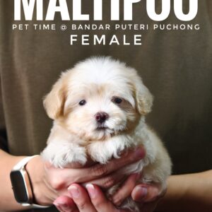 Maltipoo puppies for sale in malaysia