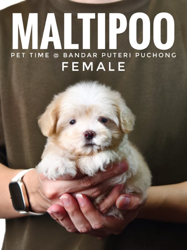 Maltipoo puppies for sale in malaysia