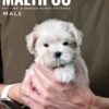 Maltipoo puppies for sale in malaysia