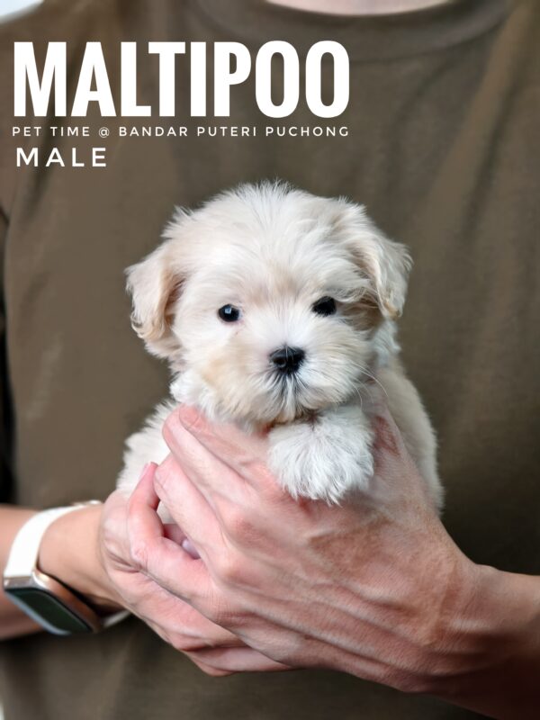 Maltipoo puppies for sale in malaysia