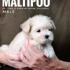 Maltipoo puppies for sale in malaysia