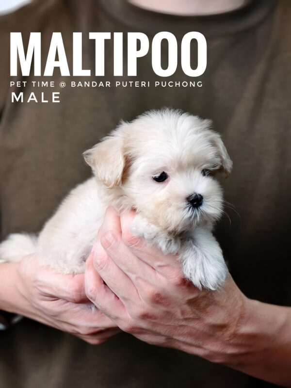 Maltipoo puppies for sale in malaysia