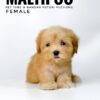Maltipoo puppies for sale in malaysia