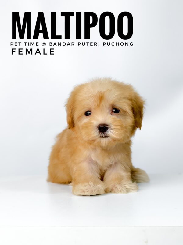 Maltipoo puppies for sale in malaysia