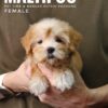 Maltipoo puppies for sale in malaysia
