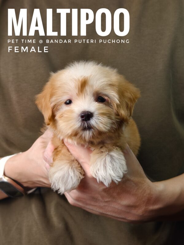 Maltipoo puppies for sale in malaysia