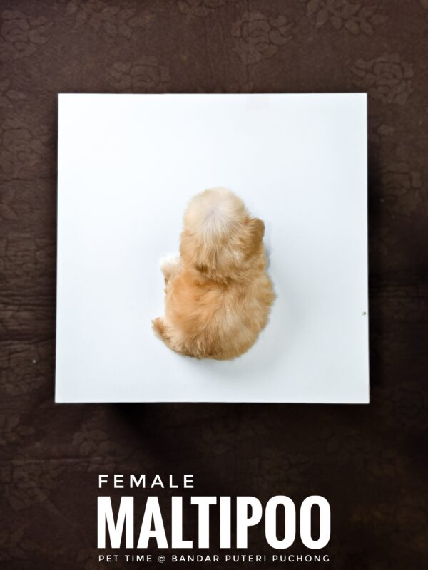 Maltipoo puppies for sale in malaysia
