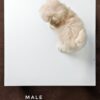 Maltipoo puppies for sale in malaysia