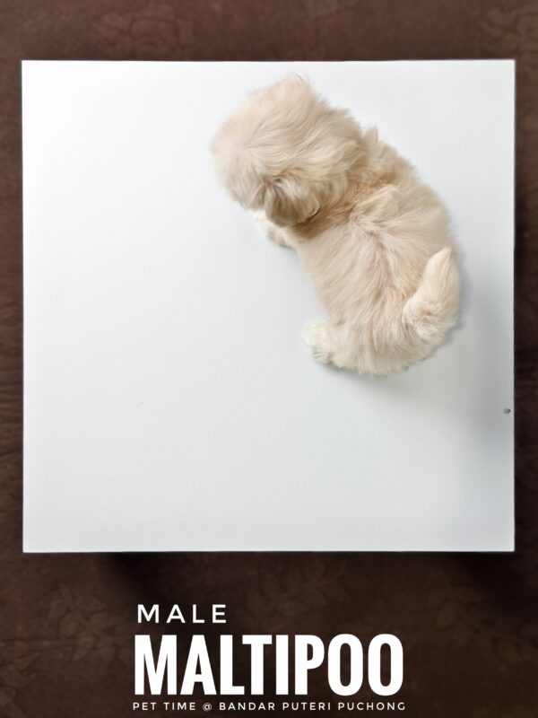 Maltipoo puppies for sale in malaysia