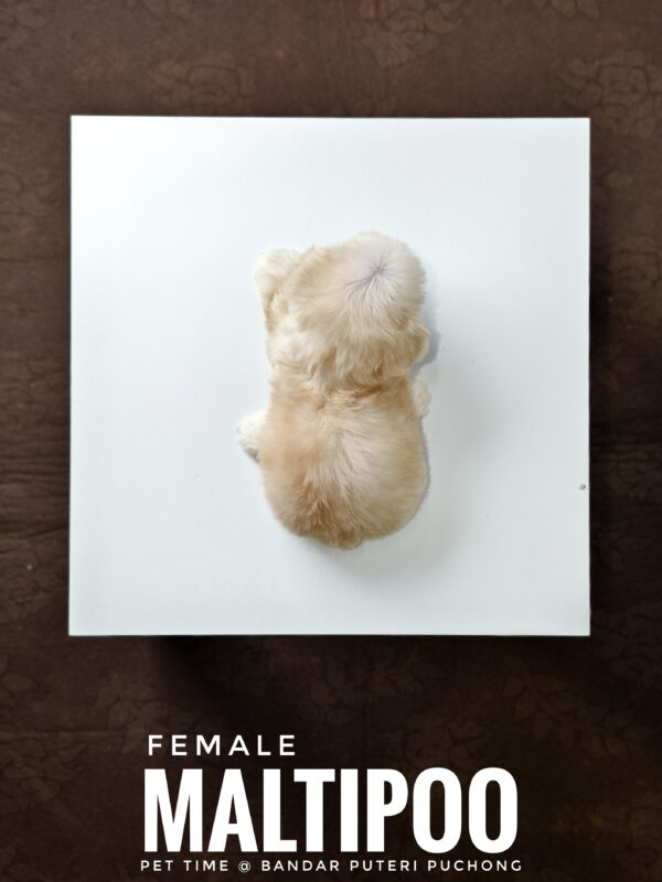Maltipoo puppies for sale in malaysia