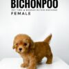 Bichonpoo puppy for Sale in Malaysia