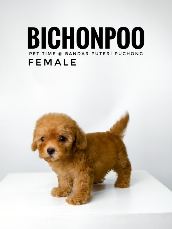Bichonpoo puppy for Sale in Malaysia