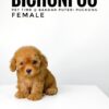 Bichonpoo puppy for Sale in Malaysia