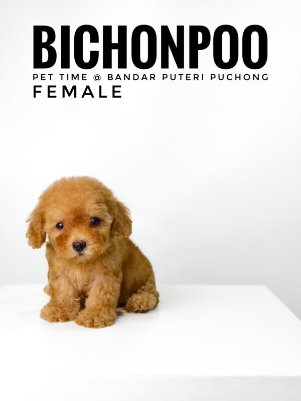 Bichonpoo puppy for Sale in Malaysia